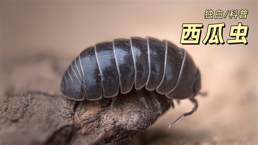 活在陆地却靠鳃呼吸，阳光一晒就会死，西瓜虫三亿年的生存有多绝望