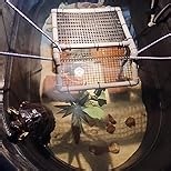 StellarOcean Turtle Tank Accessories, Large Turtle Basking Platform for Aquatic Turtles, Aquarium Dock for 25/29/40/50/55Gal red Ear Tortuga ramps(SW-10')