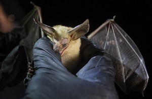 ‘It was a matter of time’: Diseased bats may have arrived in Las Vegas