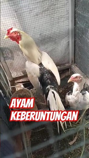 Tulak Chicken: A Rare and Unique Type of Native Indonesian Poultry #chicken