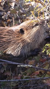 La preuve que la nature peut rebondir | Science & Vie