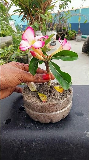 Master Succulent Propagation: Step-by-Step Adenium Cuttings #gardening #reels