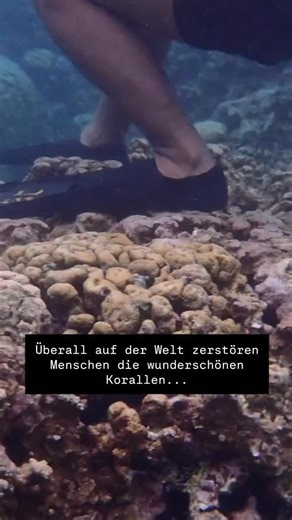 Dive with Bettina | Korallen sind keine Steine. Sie sind lebende Tiere. 🪸 Ein einziger Tritt, ein Festhalten, ein „kurz abstützen“ kann Strukturen zerstören,... | Instagram