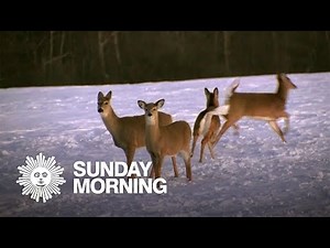 Nature: White-tailed deer in New York