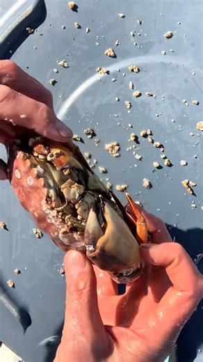 366K views · 8.8K reactions | The Ultimate Barnacle Chronicles Sunday Special #asmr #barnaclechronicles #friendliestcatch | Friendliest Catch | Facebook