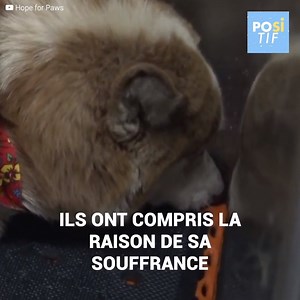 3.3M views · 41K reactions | Un chienne husky a été sauvée, mais...