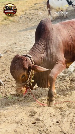 Aggressive Bull Behavior at Alshikhareeb Farm