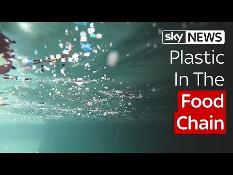 Plastic In The Food Chain