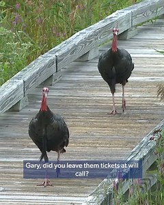 39K views · 932 reactions | The best of turkeys (?!) on the golf course 旅 Happy Thanksgiving! | PGA TOUR | Facebook