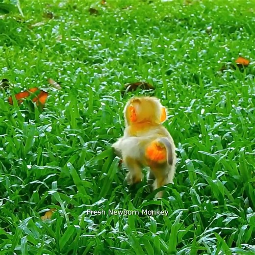 Pretty cute baby monkey, This baby look really adorable, FNM51035 | Fresh Newborn Monkey | Facebook