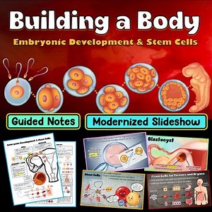 Embryonic Development and Stem Cells PowerPoint + Notes + Study Guide