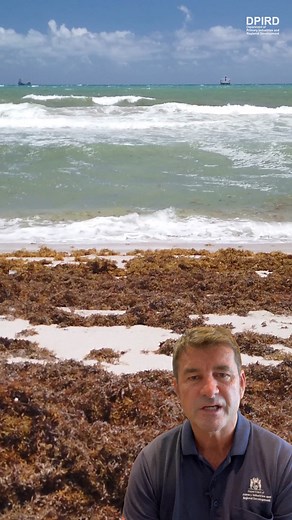 Cockburn Sound has reopened for crabbing for the first time in 10 years this summer 🦀 We’ll talk you through why we’re confident the fishery can now reopen, and why bag and boat limits are smaller than years gone-by | Fisheries WA