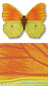 3.4K views · 36 reactions | 曆Butterfly Studies曆 | Anita Goodesign | Facebook