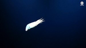 CAUSING A FLAP: U.S. Scientists spotted a rare 'Dumbo' octopus during a deep-sea research dive. The creature is so named because of the flapping fins on the side of its head that resemble the animated character. http://abcn.ws/2CnB3ds | ABC News