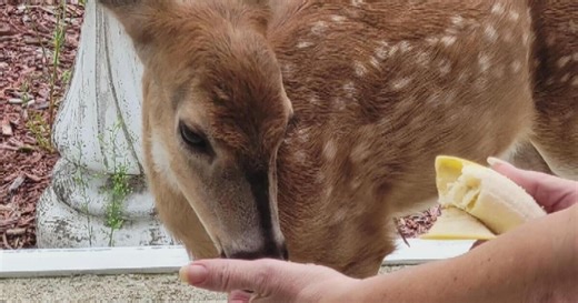 Pennsylvania woman says a wild deer was her pet. Game Commission says that's illegal.