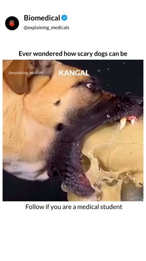 BIOMEDICAL | Follow @explaining_medicals ⬇️⬇️⬇️⬇️ What text books can't show you, We animate. This video serves as a visual comparison of the bite... | Instagram