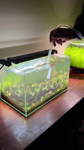 Reviving an Algae-Covered Fish Tank: Part 3