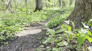 4K HDR_Movie: Spring ephemerals (Trillium camschatcense; オオバナノエンレイソウ) blooming along a small path in the forest.