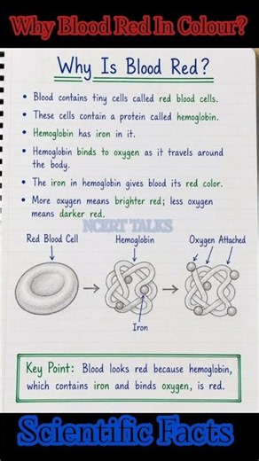Why Blood Is Red In Colour?|Biology|chemistry|science|facts#ncerttalks#shorts#neet#viral#science