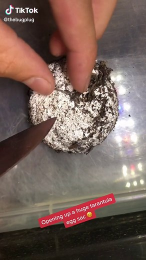 Exploring a Tarantula Egg Sac: A Fascinating Look into the World of Baby Spiders