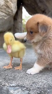 Love has no limits💖🐕🐤 #petsofinstagram #animals #doglover #puppylove | Horse Lovers