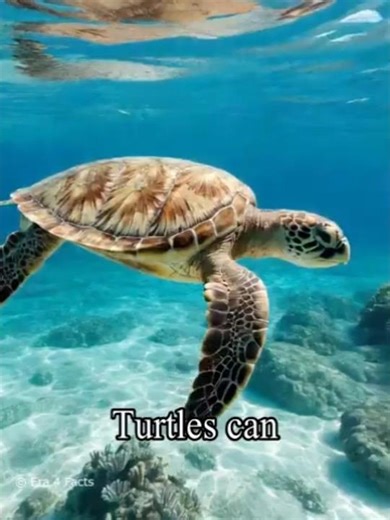 Turtle Facts That'll Shell-ebrate Your Mind! 🐢🌊 #turtle #ocean #sea #life #facts