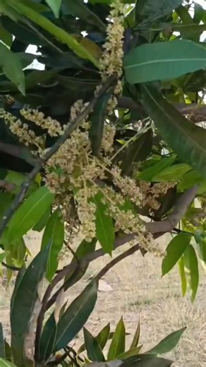 #😱😋Mango🥭 Tree& Beautiful Flowers💐#