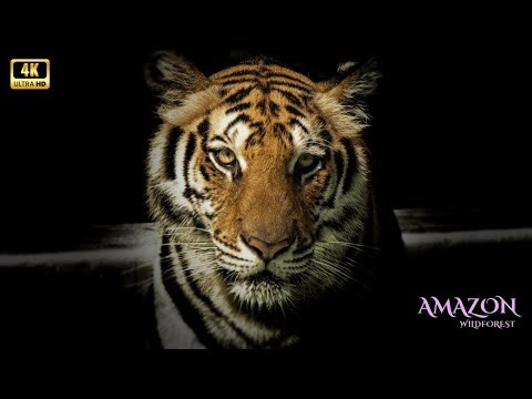 Amazon 4K - Pure Nature Relaxation in 4K