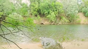 23K views · 2.1K reactions | CRIKEY! Join Crikey! Club today to receive exclusive content from Australia Zoo, Wildlife Warriors and The Irwin Family. With updates on our rescue missions and an in-depth look at our research projects, Crikey! Club is the ultimate video hub for all Wildlife Warriors www.crikeyclub.com.au | Australia Zoo | Facebook