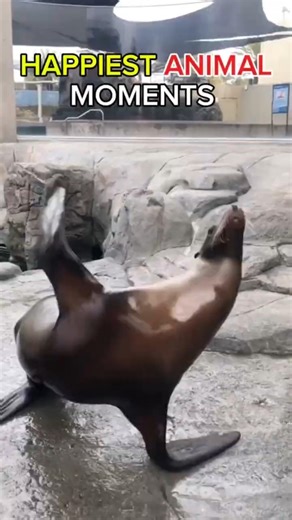 The Happiest Dancing Animals That Will Instantly Make You Smile 😄🐾