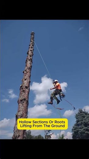 Professional Tree Removal Service In York, PA