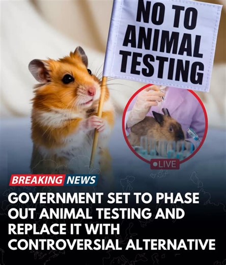 Emeka P Nwankwo on Instagram: "Government Moves to Phase Out Animal Testing — Is Science Ready for the Shift? The government has announced plans to gradually phase out animal testing, signaling a major transformation in scientific research, medical development, and product safety standards. This decision reflects growing ethical concerns, technological advancements, and public pressure to reduce harm to animals. However, while the goal is widely supported, the proposed alternatives are already s