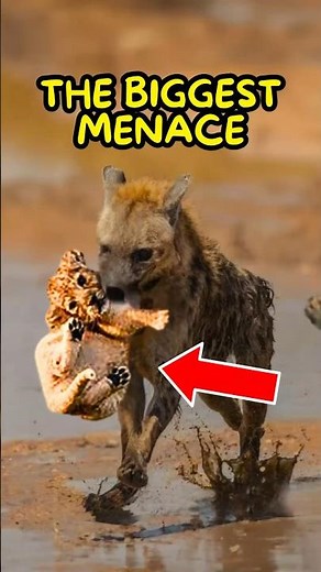 Hyenas Steal Lion Cubs😨