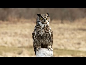 Great Horned Owl call / Sounds / Hooting / Vocals