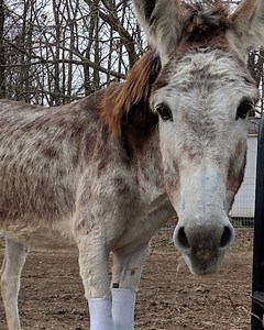6.7M views · 163 reactions | Tulip was almost euthanized after being found in terrible conditions. Months later, the sweet donkey's caretakers woke up to an incredible miracle. | El Paso Times | Facebook