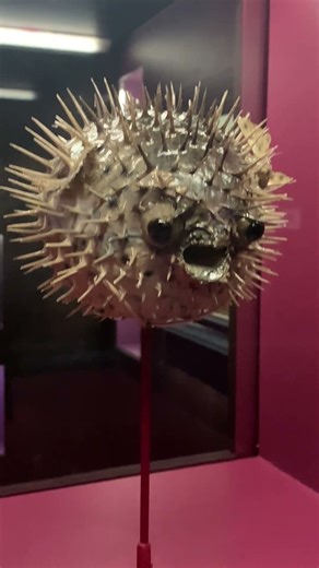 Blowfish | Tetraodontidae