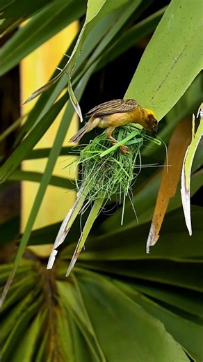 Daily Job of weaver Bird build nest #birds #nature