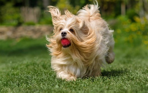 Havanese vs Shih Tzu: 5 Key Differences Every Dog Owner Should Know
