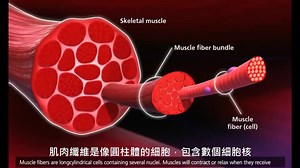 [影片翻譯] 肌肉收縮的機制 (Mechanism of muscle contraction)