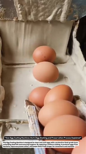 "How Egg Coating Machines Work | Egg Washing and Preservation Process Explained".