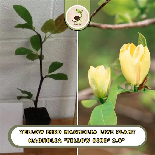 Magnolia Live Plant – Magnolia ‘yellow Bird’ 2.5" Pot Flowering Tree - Etsy