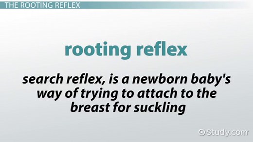 Rooting Reflex in Babies | Definition & Causes