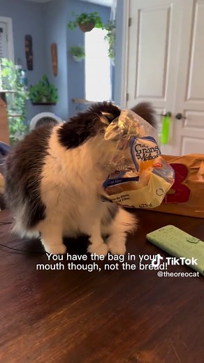 Cat and Bread: Sharing a Slice with a Curious Feline