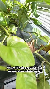 How to Make a Self Sustaining Aquarium