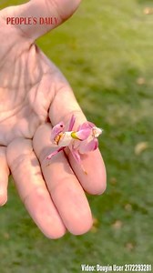 145K views · 3.3K reactions | Meet the stunning Orchid Mantis, nature's undercover artist! | People's Daily, China | Facebook
