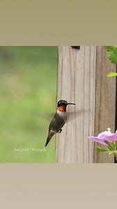 27K views · 4.4K reactions | Male Ruby throated hummingbird feeding on the rose of Sharon. | Iman Photography | Facebook