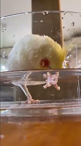 Building a friendly, trusting relationship with a cockatiel is all about patience, routine #birds