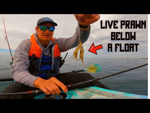 FLOAT fishing For BASS With LIVE PRAWN Over Some INCREDIBLE Ground - Sea Fishing UK