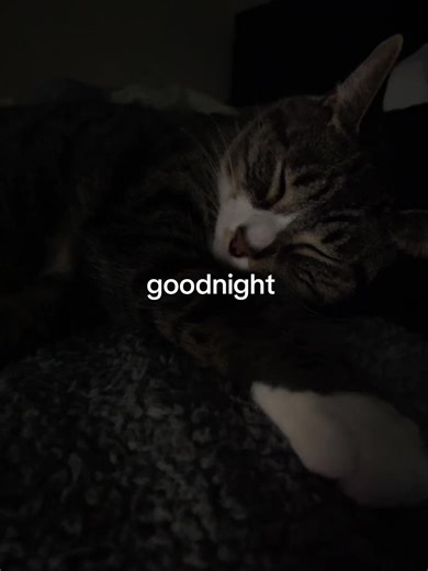 Good Night Wishes for Cat Lovers