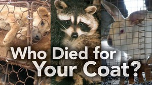 The Ugly Truth About the Fur Industry, Fur Farms and Fur Trapping - Humane Decisions